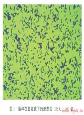 天然氣生物脫硫技術(shù)及其研究進展