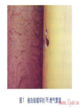 白蟻對PE燃氣管道的破壞及防治措施